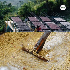 tai-sao-phai-hup-khi-thu-nem-ca-phe