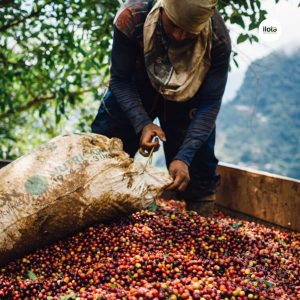 tai-sao-ca-phe-dac-san-lai-dat