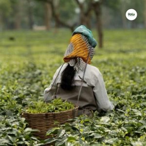 quy-trinh-lam-heo-tra