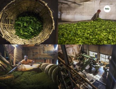 ky-thuat-danh-huong-tra