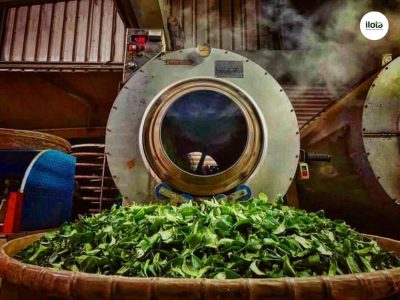 so-sanh-tra-xanh-sao-may-va-sao-tay