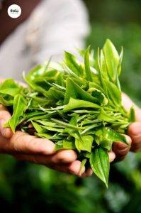 tra-xanh-va-cac-mua-trong-nam