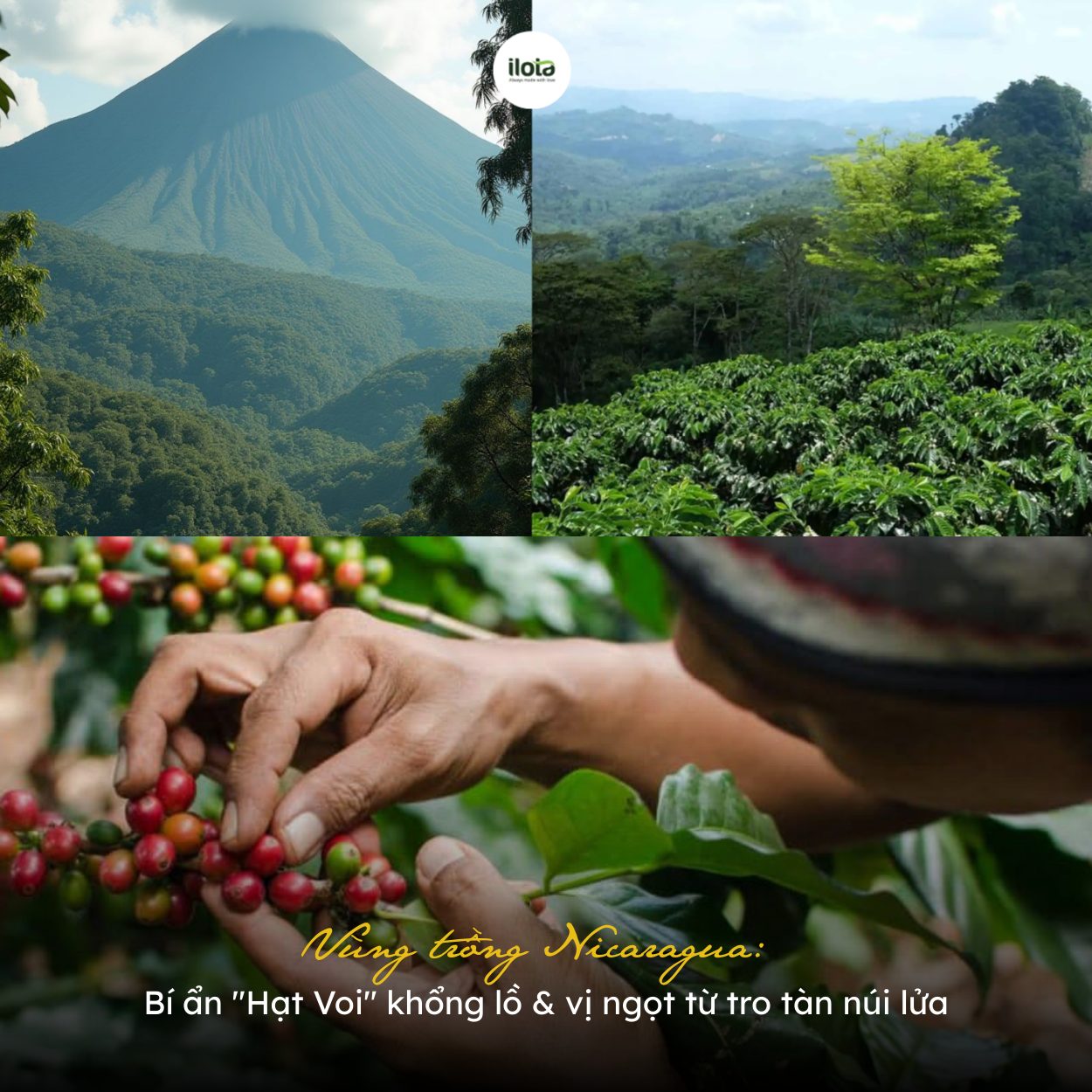 vung-trong-nicaragua