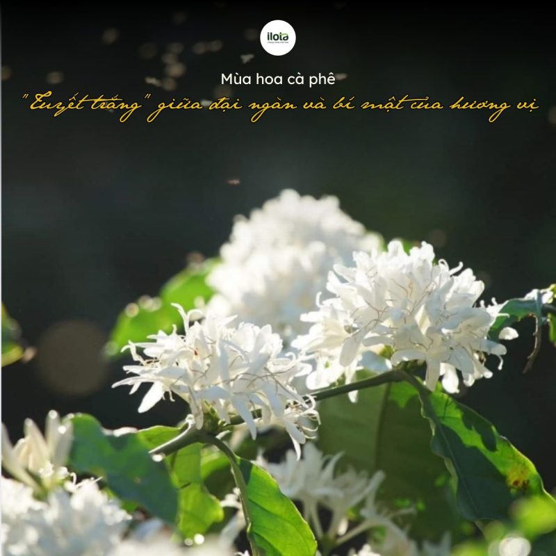 mua-hoa-ca-phe