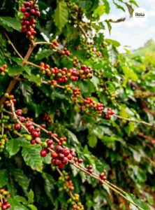 vung-trong-nicaragua