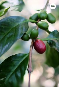 vung-trong-nicaragua