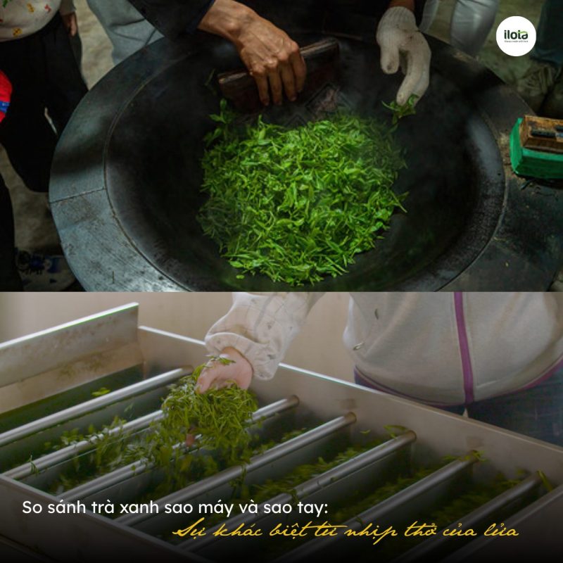 so-sanh-tra-xanh-sao-may-va-sao-tay