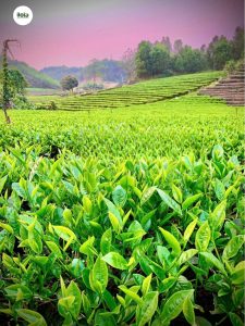 cach-chon-la-che-tuoi