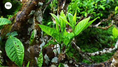 cach-chon-la-che-tuoi