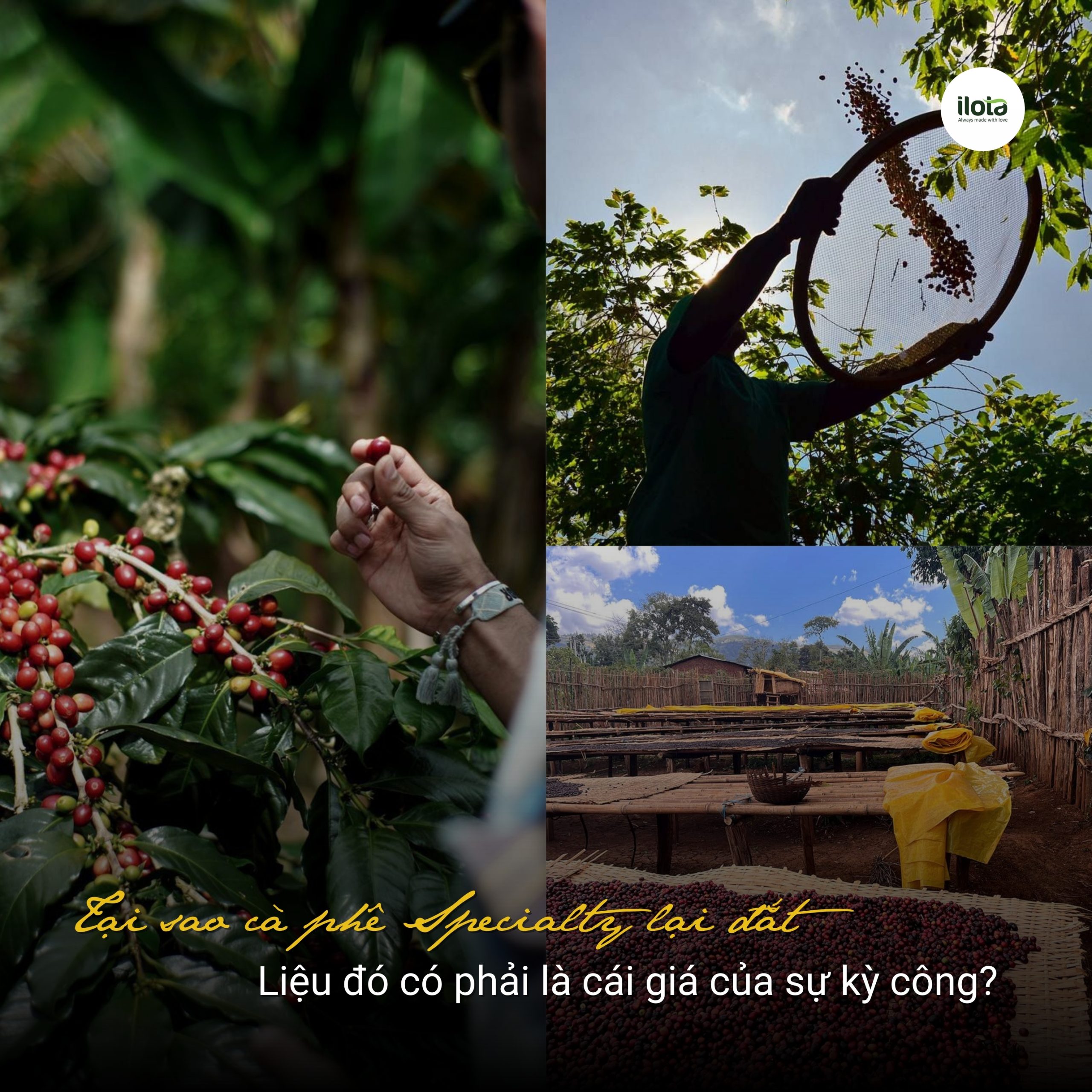tai-sao-ca-phe-dac-san-lai-dat