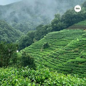 tra-lapsang-souchong