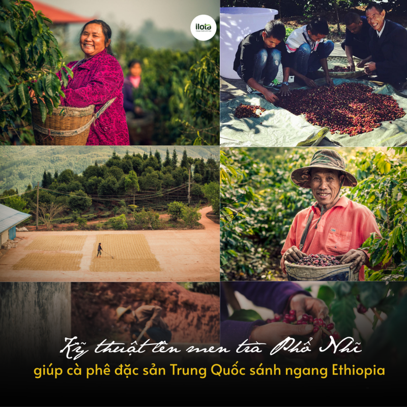 ky-thuat-len-men-tra-ca-phe-dac-san-trung-quoc