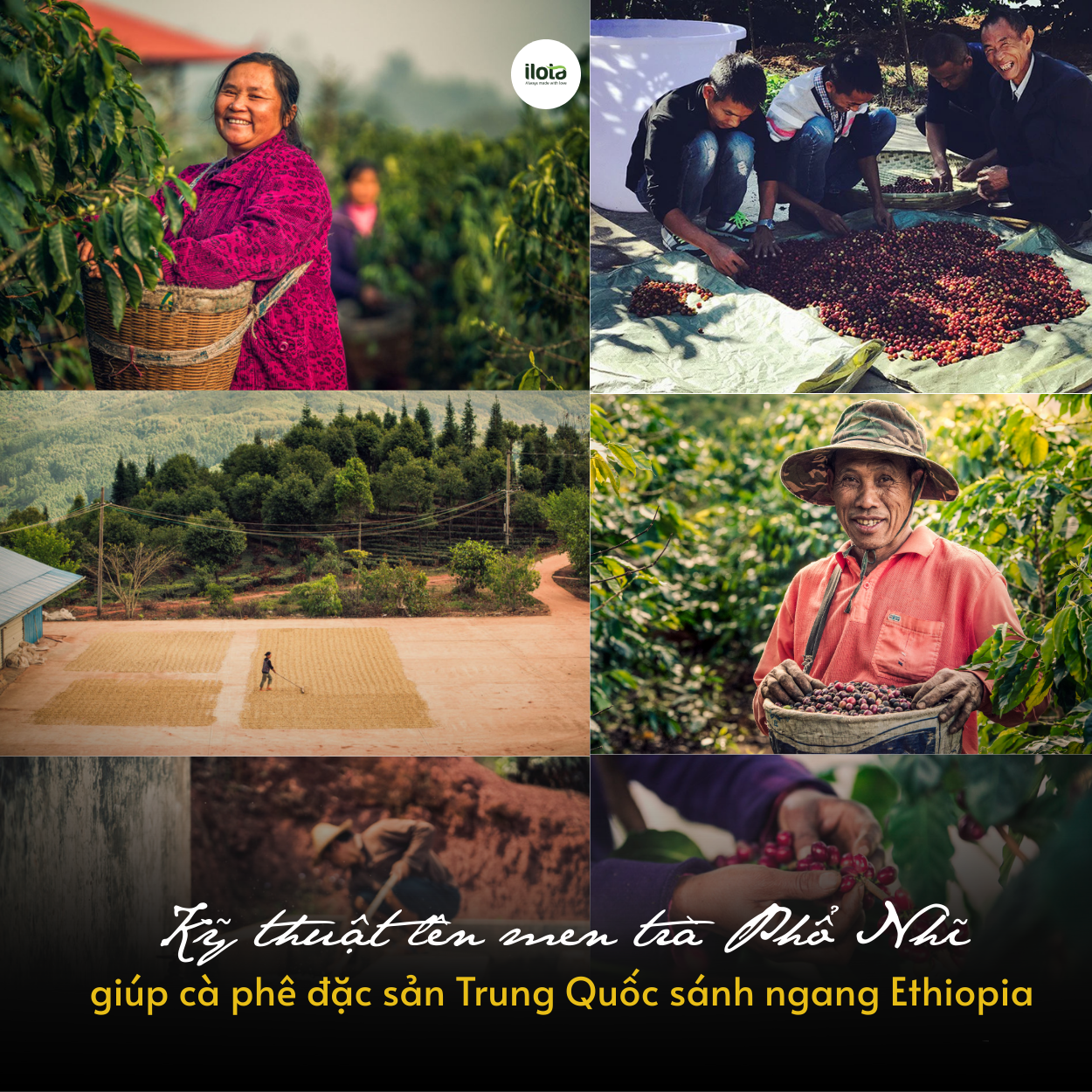 ky-thuat-len-men-tra-ca-phe-dac-san-trung-quoc