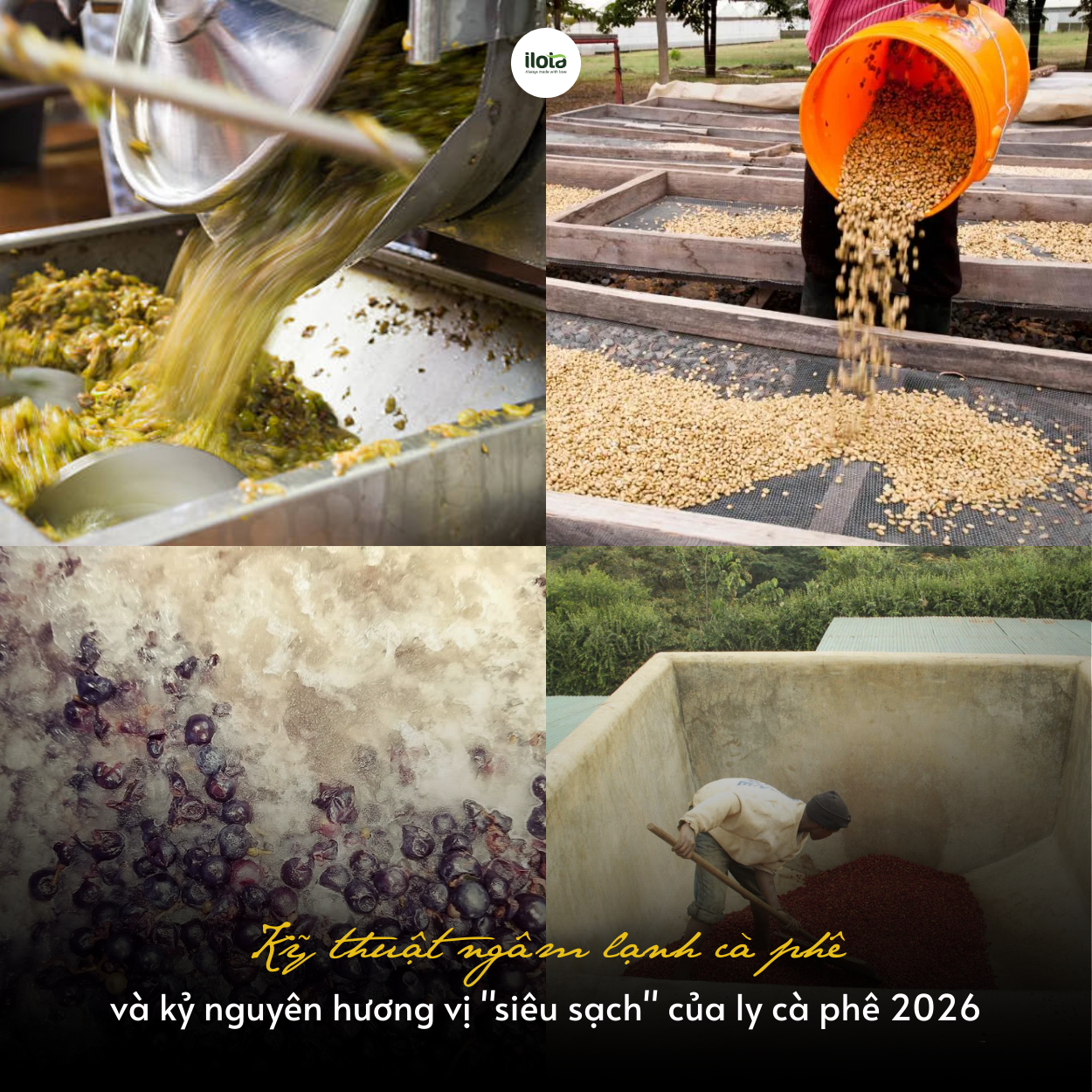 ky-thuat-ngam-lanh-ca-phe-huong-vi-sieu-sach-2026