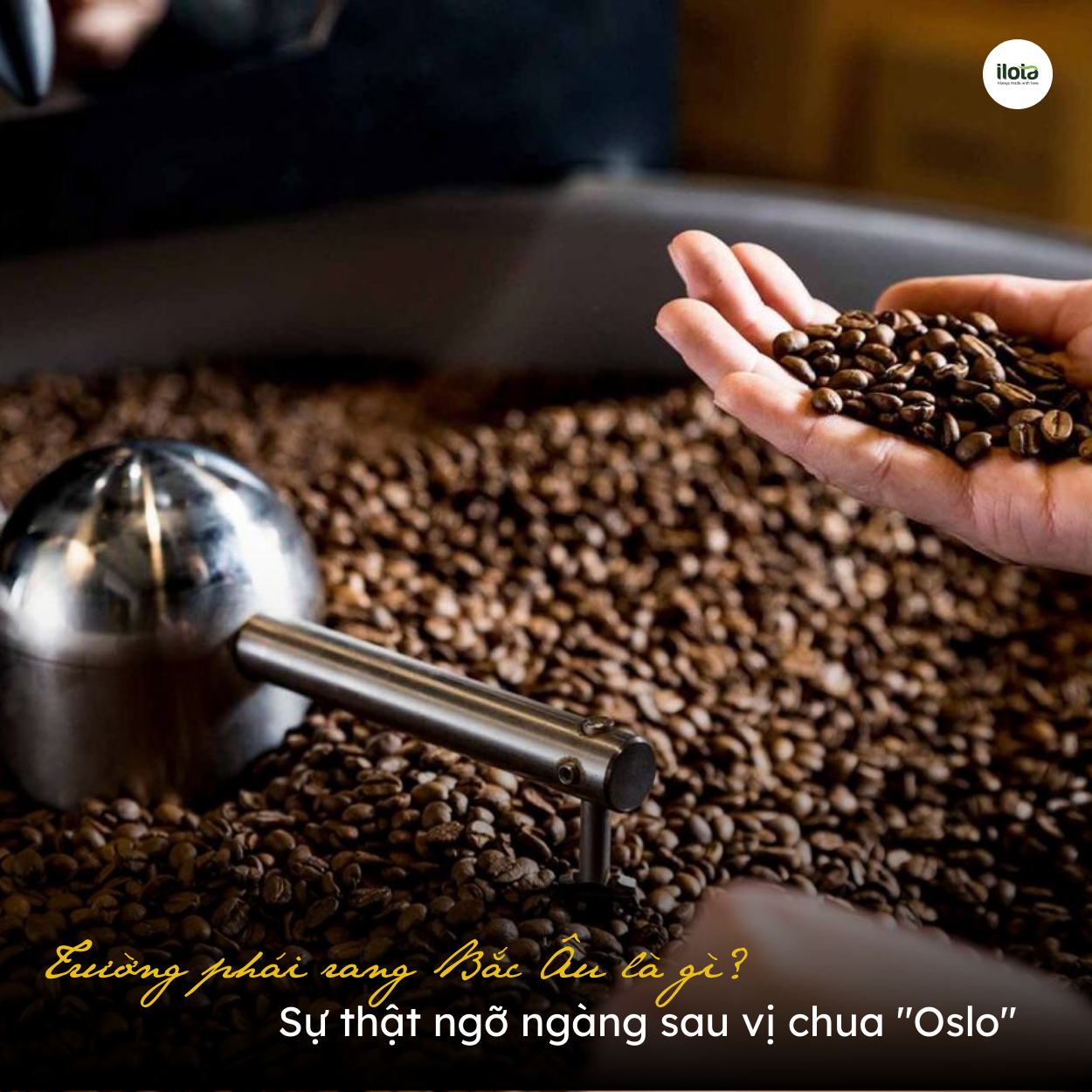 truong-phai-rang-bac-au-la-gi