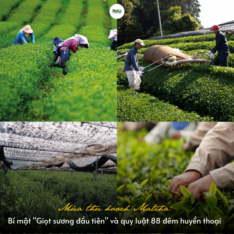 mua-thu-hoach-matcha