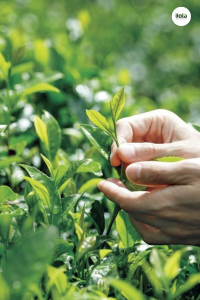 mua-thu-hoach-matcha