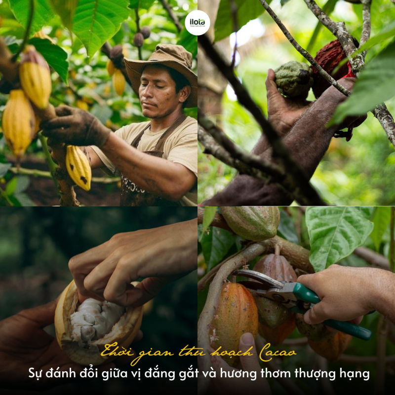 mua-thu-hoach-cacao