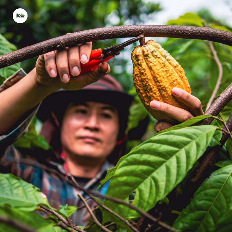 mua-thu-hoach-cacao