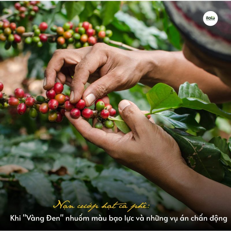 nan-cuop-hat-ca-phe