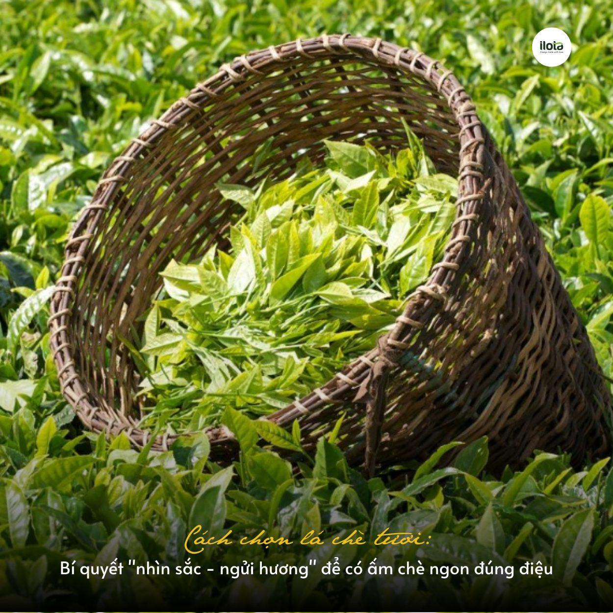 cach-chon-la-che-tuoi