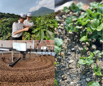 ky-thuat-len-men-tra-ca-phe-dac-san-trung-quoc