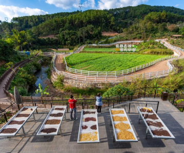 ky-thuat-len-men-tra-ca-phe-dac-san-trung-quoc