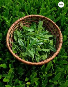 cach-chon-la-che-tuoi