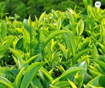 cach-chon-la-che-tuoi