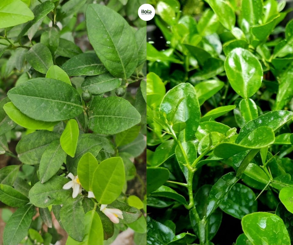 cach-lam-matcha-la-chanh