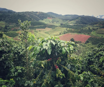 ca-phe-dac-san-trung-quoc-ngang-ethiopia-nho-len-men