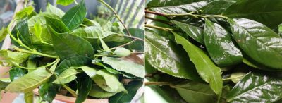 che-xanh-viet-nam-va-am-che-tich-can-gin-giu