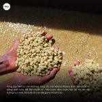 arabica-ethiopia-sidamo-morea