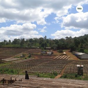 ho-so-vung-trong-hambela-wamena-guji