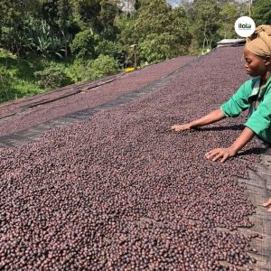 ho-so-vung-trong-hambela-wamena-guji