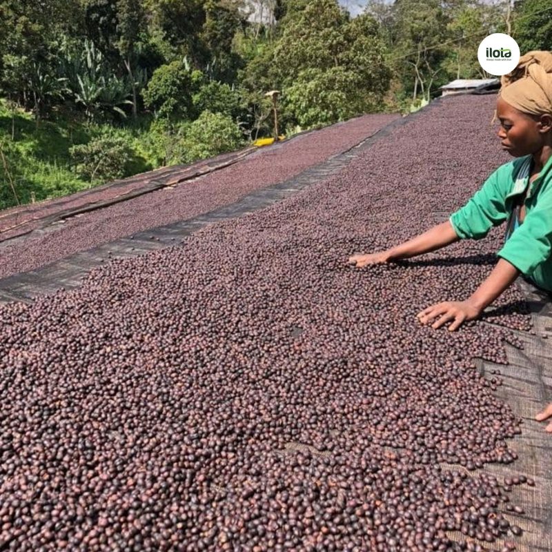 ho-so-vung-trong-hambela-wamena-guji