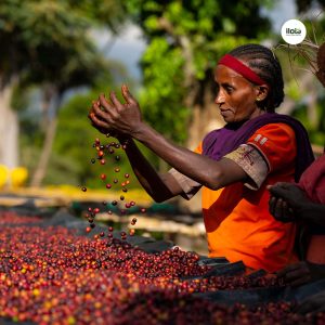 ho-so-vung-trong-hambela-wamena-guji