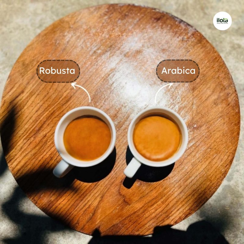 so-sanh-lop-crema-cua-robusta-va-arabica