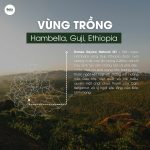 arabica-ethiopia-guji-hambella-g1