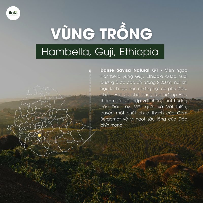 arabica-ethiopia-guji-hambella-g1