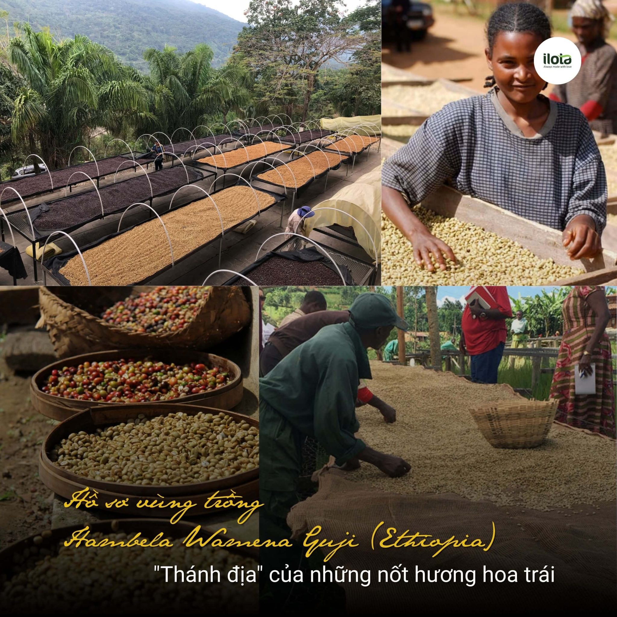 ho-so-vung-trong-hambela-wamena-guji