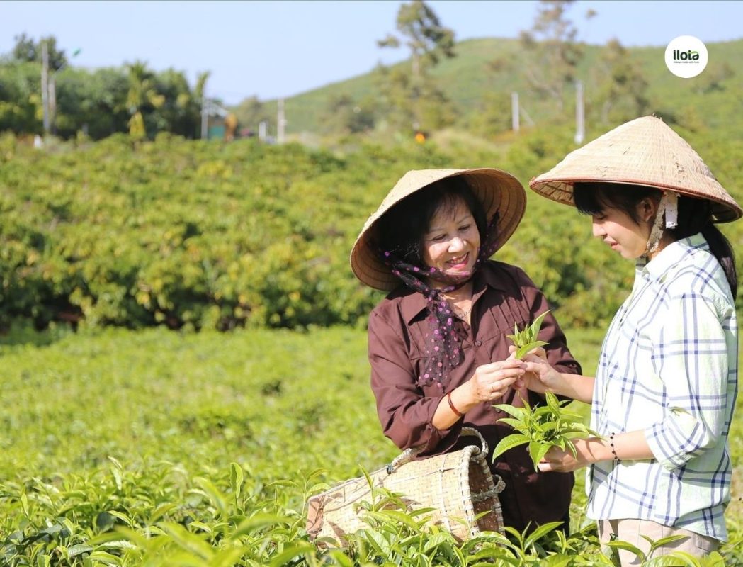 giai-ma-lich-su-tra-uop-huong-xu-b'lao