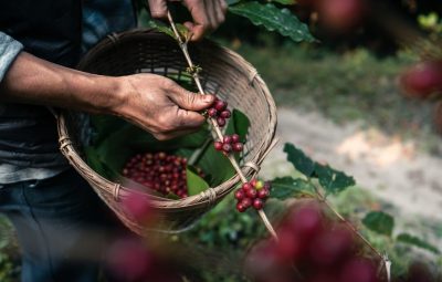 arabica-ethiopia-guji-shakisso-kayon-mountain-farm-g1