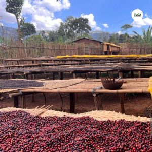 ho-so-vung-trong-hambela-wamena-guji