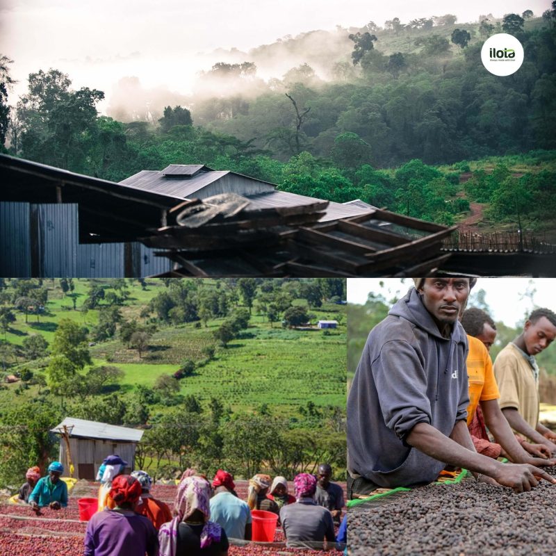 ho-so-vung-trong-hambela-wamena-guji