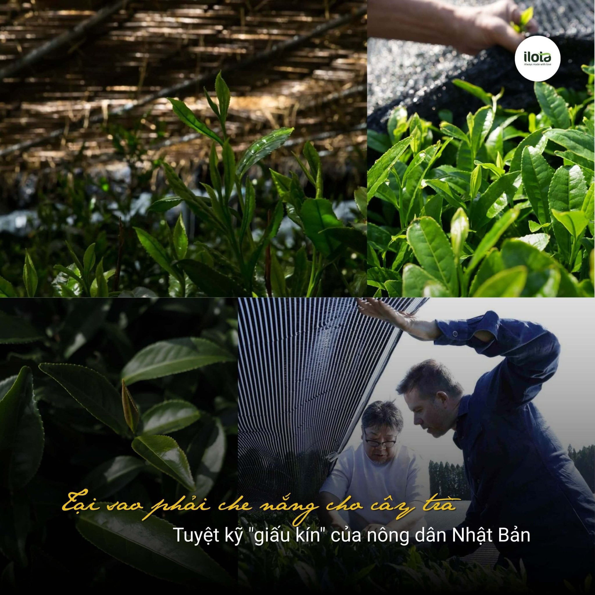 tai-sao-phai-che-nang-cho-cay-tra