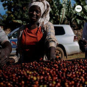 ho-so-vung-trong-hambela-wamena-guji