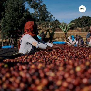 ho-so-vung-trong-hambela-wamena-guji