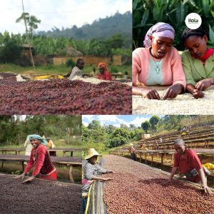 ho-so-vung-trong-hambela-wamena-guji