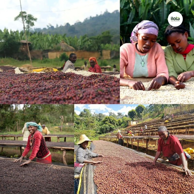 ho-so-vung-trong-hambela-wamena-guji